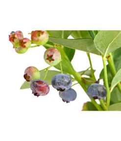 Dehner Gourmet Garten Heidelbeere 'Spartan' 9 Dehner Gourmet Garten Heidelbeere 'Spartan' -Gardena Store 7665508 PR DE 002 GourmetGartenHeidelbeereSpartan3LiterDehnerExpressHerzig