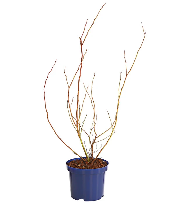 Dehner Gourmet Garten Heidelbeere 'Spartan' 3 Dehner Gourmet Garten Heidelbeere 'Spartan' – Bild 3