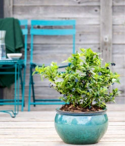 Dehner Gourmet Garten Heidelbeere 'Spartan' 8 Dehner Gourmet Garten Heidelbeere 'Spartan' -Gardena Store 7665508 WE MO HeidelbeereSpartan