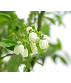 Heidelbeer-Drilling -Gardena Store 7665631 WE DE 001 VacciniumHeidelbeerDrilling10L