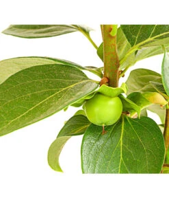 Dehner Kaki 'Rojo Brillante' - Kaki-Pflaume 'Rojo Brillante' -Gardena Store 7693377 PR DE 001 KakiRojoBrillanteBUDehnerExpressHerzig