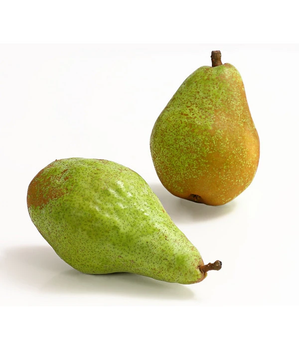 Winterbirne 'Novembra' 2 Winterbirne 'Novembra' – Bild 2