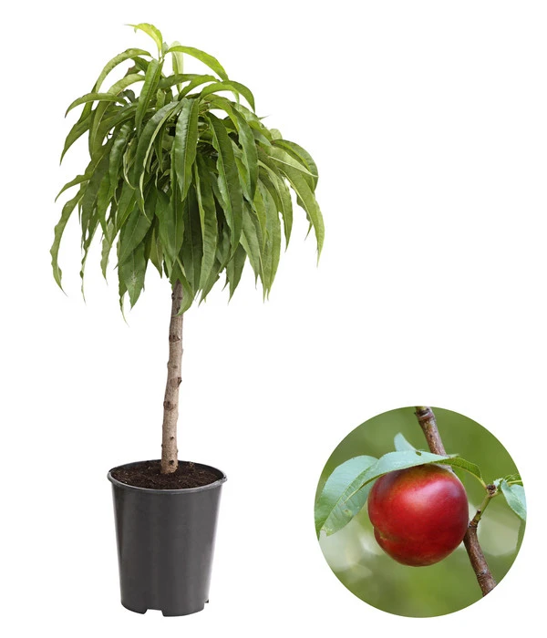 Zwergnektarine 1 Zwergnektarine