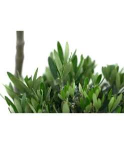 XXL Pompon-Olivenbaum, Ca. 160-180 Cm -Gardena Store 7724685 WE DE 001 XXLPompon Olivenbaum160 180cm