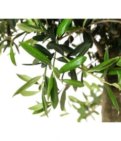 XXL Olivenbaum, Ca. 160-170 Cm -Gardena Store 7724800 WE DE 001 OleaSolitaerOliveT35