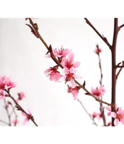 Pfirsich 'Rubira', Rotblättrig -Gardena Store 7728819 WE DE 001 PfirsichRotblaettrigDehnerExpressHerzig