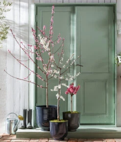 Pfirsich 'Rubira', Rotblättrig -Gardena Store 7728819 WE MO 001 PfirsichPrunusPersica Content Fruehlingsstory 2023