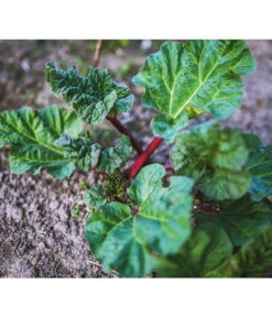 Dehner Gourmet Garten Himbeer-Rhabarber 7 Dehner Gourmet Garten Himbeer-Rhabarber -Gardena Store 7736028 PR 001 RheumRhabarberPixabay