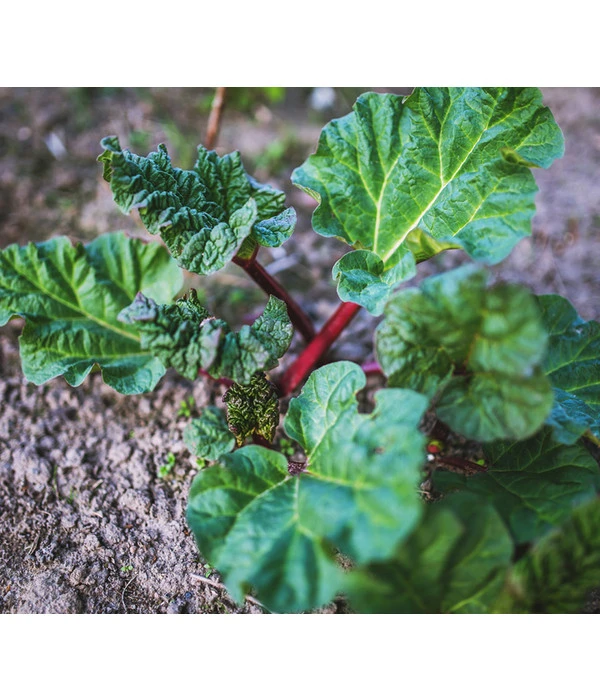 Dehner Gourmet Garten Himbeer-Rhabarber 4 Dehner Gourmet Garten Himbeer-Rhabarber – Bild 4