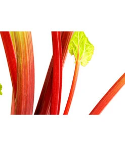 Dehner Gourmet Garten Himbeer-Rhabarber 6 Dehner Gourmet Garten Himbeer-Rhabarber -Gardena Store 7736028 PR DE 002 RhabarberHimbeere2LiterDehnerExpressHerzig