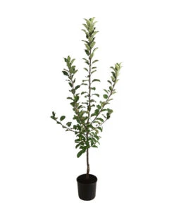 Allergikerapfel 'Santana' -Gardena Store 7750631 WE FS 001 ApfelbaumMalusApfelSantanaAllergikerapfel