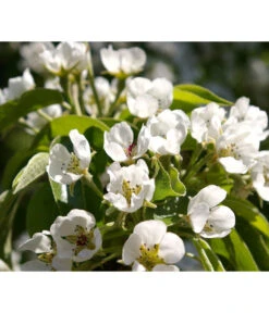 Säulenbirne 'Obelisk' -Gardena Store 7754989 PR DE 002 PyrusBirneSaeulenbirneObeliskPixabay