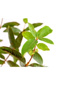 Maibeere 9 Maibeere -Gardena Store 7756448 PR DE 003 SibirischeBlaubeerePolina3LiterDehnerExpressHerzig