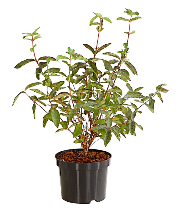 Maibeere 2 Maibeere – Bild 2