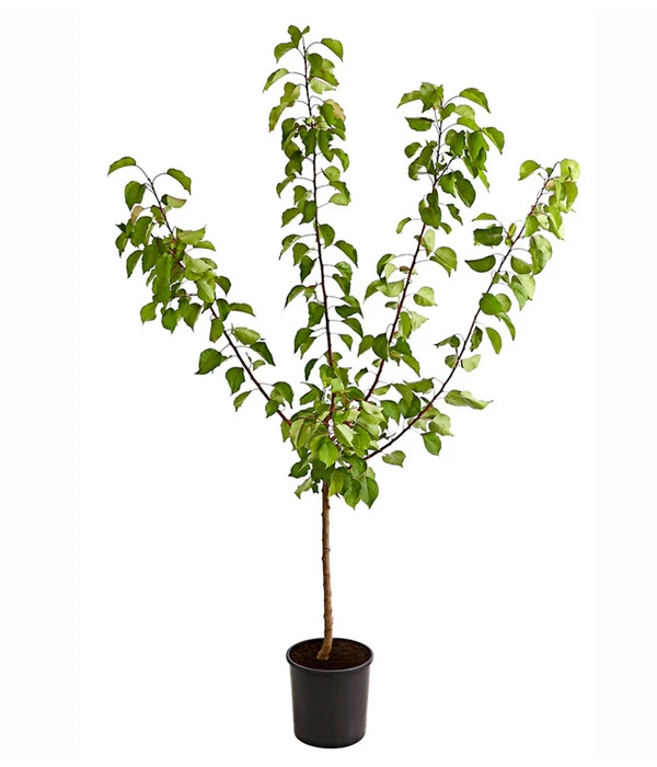 Aprikose 'Ungarische Beste' 2 Aprikose 'Ungarische Beste' – Bild 2