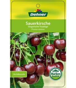 Sauerkirsche 'Ungarische Traubige', Busch -Gardena Store 7769813 SauerkirscheUngarischeTraubige Etikett 1