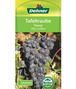 Tafeltraube 'Georg' -Gardena Store 7773575 TafeltraubeGeorg Etikett 1