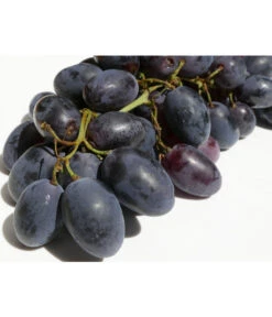 Tafeltraube 'Georg' -Gardena Store 7773575 WE DE 001 VitisWeinGeorgPixabay