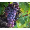 Tafeltraube 'Georg'