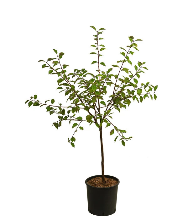 Zwetsche, Einjährige Veredelung 1 Zwetsche, Einjährige Veredelung