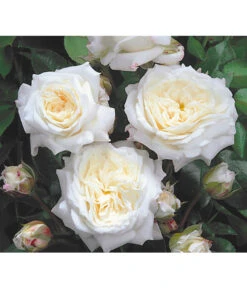 Edelrosen-Mix 'Nostalgie®' -Gardena Store 7800063 BildD 001 EdelrosenNostalgieMixNostalgieRosenTantauRet