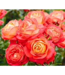 Edelrosen-Mix 'Nostalgie®' -Gardena Store 7800063 BildD 005 EdelrosenNostalgieMixNostalgieRosenTantauRet