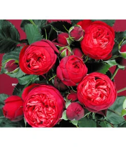 Edelrosen-Mix 'Nostalgie®' -Gardena Store 7800063 BildD 007 EdelrosenNostalgieMixNostalgieRosenTantauRet