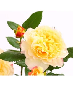 Edelrosen-Mix 'Nostalgie®' -Gardena Store 7800063 PR DE 001 NostalgieRosen6LiterEdelroseAquarellDehnerExpressHerzig