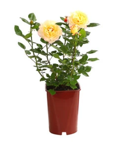 Edelrosen-Mix 'Nostalgie®' -Gardena Store 7800063 PR FS 001 NostalgieRosen6LiterEdelroseAquarellDehnerExpressHerzig