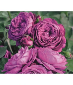 Edelrosen-Mix 'Nostalgie®' -Gardena Store 7800063 PR MO 001 RoseHeidiKlumRosenTantauRet