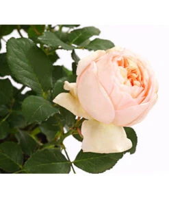 Duftrosen, Verschiedene Sorten 27 Duftrosen, Verschiedene Sorten -Gardena Store 7801988 PR DE 001 DuftrosenInSortenHuckfeldt4LiterAlexandrineBeetroseDehnerExpressHerzig