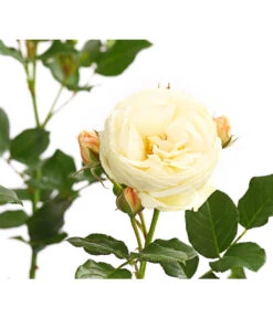 Duftrosen, Verschiedene Sorten 26 Duftrosen, Verschiedene Sorten -Gardena Store 7801988 PR DE 001 DuftrosenInSortenHuckfeldt4LiterArtemisBeetroseDehnerExpressHerzig