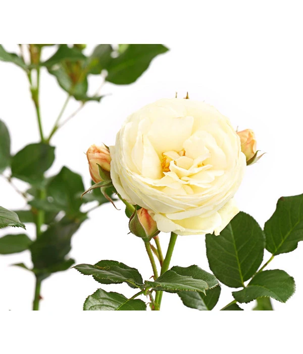 Duftrosen, Verschiedene Sorten 13 Duftrosen, Verschiedene Sorten – Bild 13