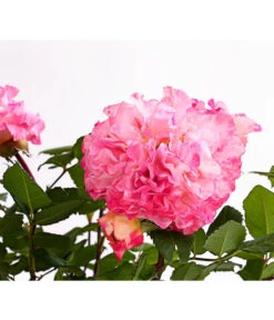 Duftrosen, Verschiedene Sorten 25 Duftrosen, Verschiedene Sorten -Gardena Store 7801988 PR DE 001 DuftrosenInSortenHuckfeldt4LiterAugustaLuiseBeetroseDehnerExpressHerzig