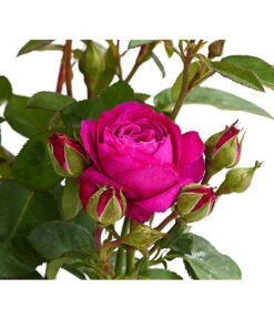 Duftrosen, Verschiedene Sorten 24 Duftrosen, Verschiedene Sorten -Gardena Store 7801988 PR DE 001 DuftrosenInSortenHuckfeldt4LiterHeidiKlumBeetroseDehnerExpressHerzig