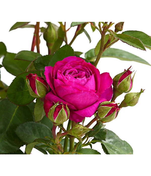 Duftrosen, Verschiedene Sorten 11 Duftrosen, Verschiedene Sorten – Bild 11