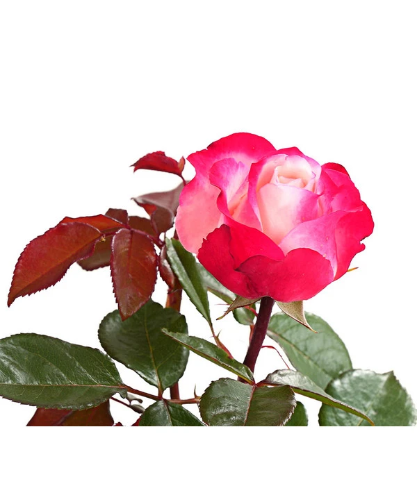 Duftrosen, Verschiedene Sorten 10 Duftrosen, Verschiedene Sorten – Bild 10