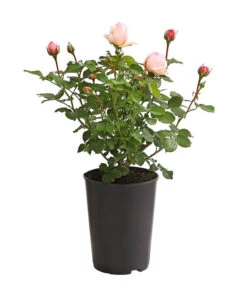 Duftrosen, Verschiedene Sorten 22 Duftrosen, Verschiedene Sorten -Gardena Store 7801988 PR FS 001 DuftrosenInSortenHuckfeldt4LiterAlexandrineBeetroseDehnerExpressHerzig