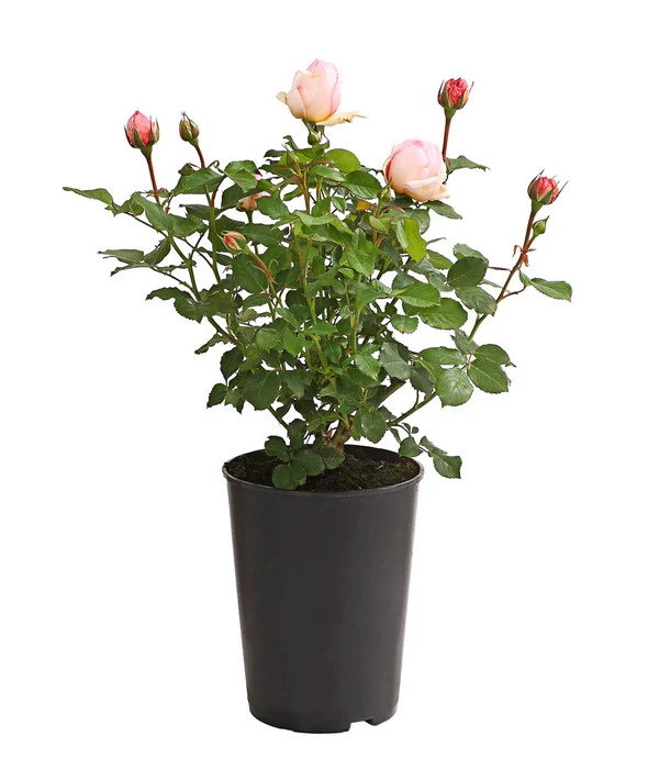 Duftrosen, Verschiedene Sorten 9 Duftrosen, Verschiedene Sorten – Bild 9