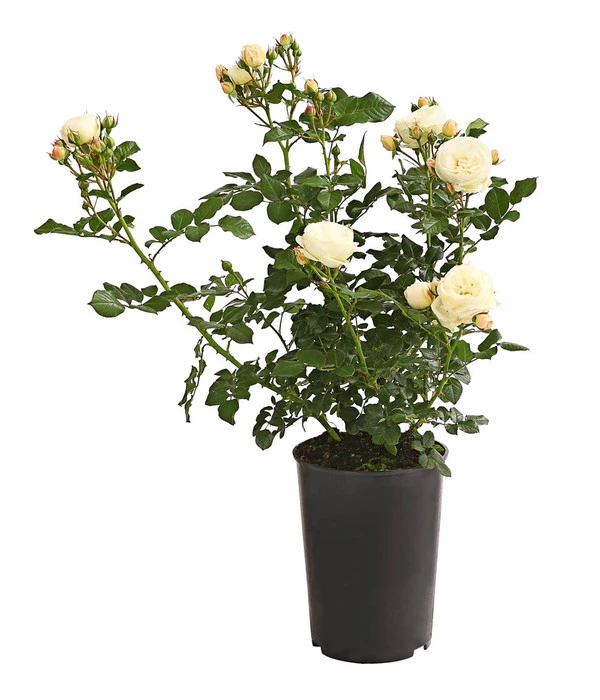 Duftrosen, Verschiedene Sorten 8 Duftrosen, Verschiedene Sorten – Bild 8