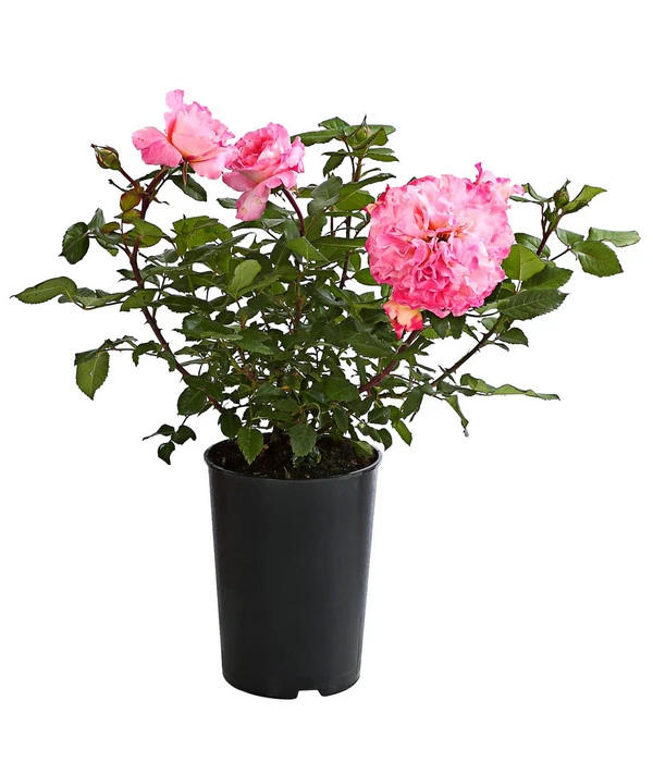 Duftrosen, Verschiedene Sorten 7 Duftrosen, Verschiedene Sorten – Bild 7