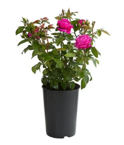 Duftrosen, Verschiedene Sorten 19 Duftrosen, Verschiedene Sorten -Gardena Store 7801988 PR FS 001 DuftrosenInSortenHuckfeldt4LiterHeidiKlumBeetroseDehnerExpressHerzig