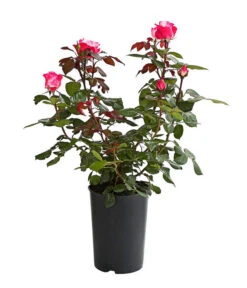 Duftrosen, Verschiedene Sorten 18 Duftrosen, Verschiedene Sorten -Gardena Store 7801988 PR FS 001 DuftrosenInSortenHuckfeldt4LiterNostalgieBeetroseDehnerExpressHerzig