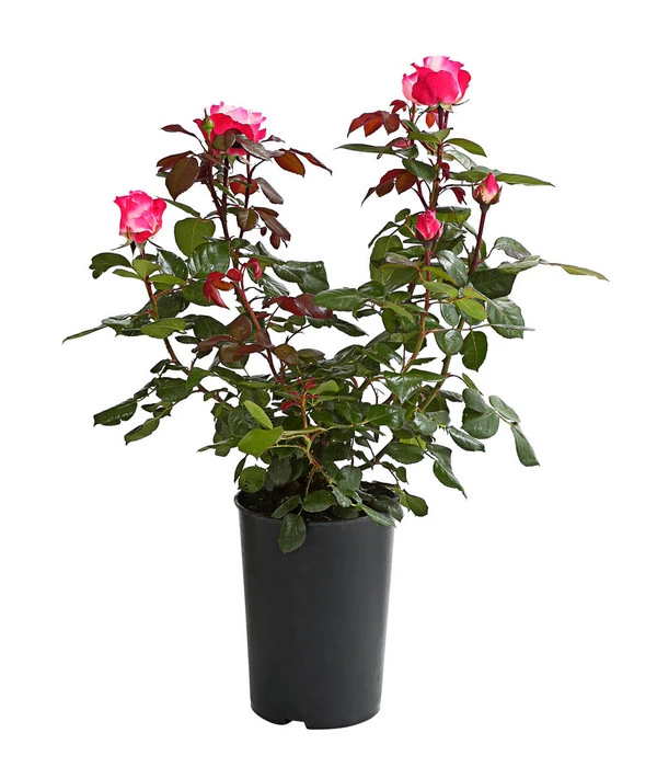 Duftrosen, Verschiedene Sorten 5 Duftrosen, Verschiedene Sorten – Bild 5