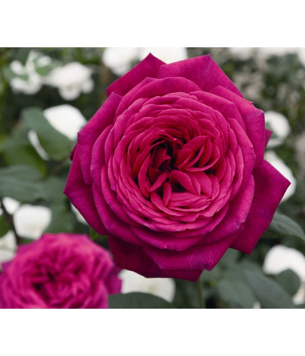 Duftrosen, Verschiedene Sorten 1 Duftrosen, Verschiedene Sorten