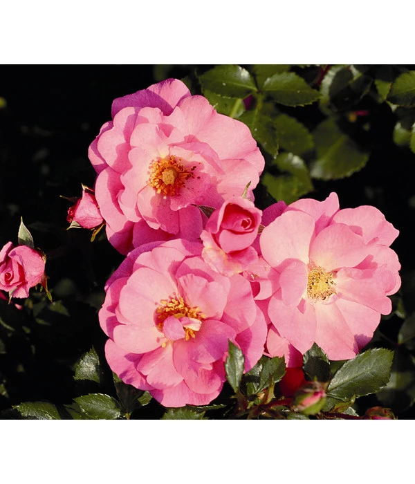 Bodendeckerrose 'Mirato®', Stämmchen 1 Bodendeckerrose 'Mirato®', Stämmchen