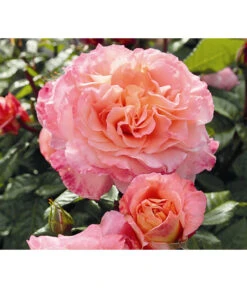 Duftrosen, Verschiedene Sorten 16 Duftrosen, Verschiedene Sorten -Gardena Store 7803372 WE DE 003 NostalgieEdelroseAugustaLuiseTantauPfirsichfarben