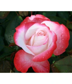 Duftrosen, Verschiedene Sorten 17 Duftrosen, Verschiedene Sorten -Gardena Store 7803513 WE DE 003 NostalgieEdelroseTantauCremeweissKirsch