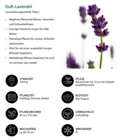 Lavendel-Set Lavendel-Vielfalt, 4-teilig 11 Lavendel-Set Lavendel-Vielfalt, 4-teilig -Gardena Store 7805773 WE IG 001 DuftLavendel