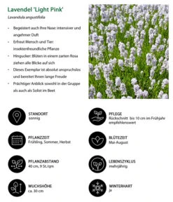 Lavendel-Set Lavendel-Vielfalt, 4-teilig 12 Lavendel-Set Lavendel-Vielfalt, 4-teilig -Gardena Store 7805781 WE IG 001 LavendelLightPinkAngustifoliaLightPinkLuckner